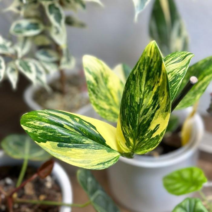 (Termurah) Monstera Standleyana Variegata Yellow / Philodendron Standleyana Varigata Kuning Bestsell