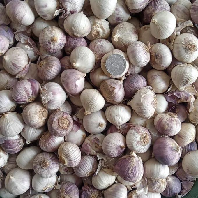 Healting- Bawang Putih Tunggal Jumbo 1Kg