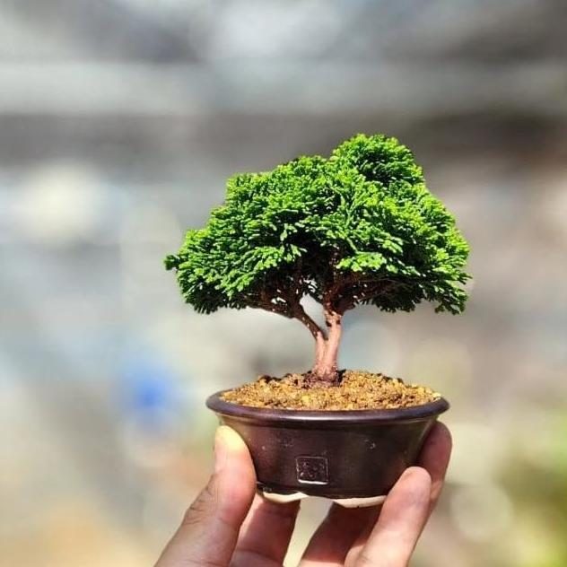 bonsai Cemara inoki Cypress hijau tanaman