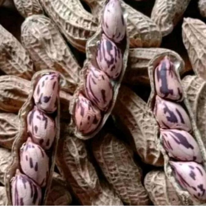 Kacang Tore/sangrai Je-Je Kanonang Manado. kacang batik dan ungu/hitam