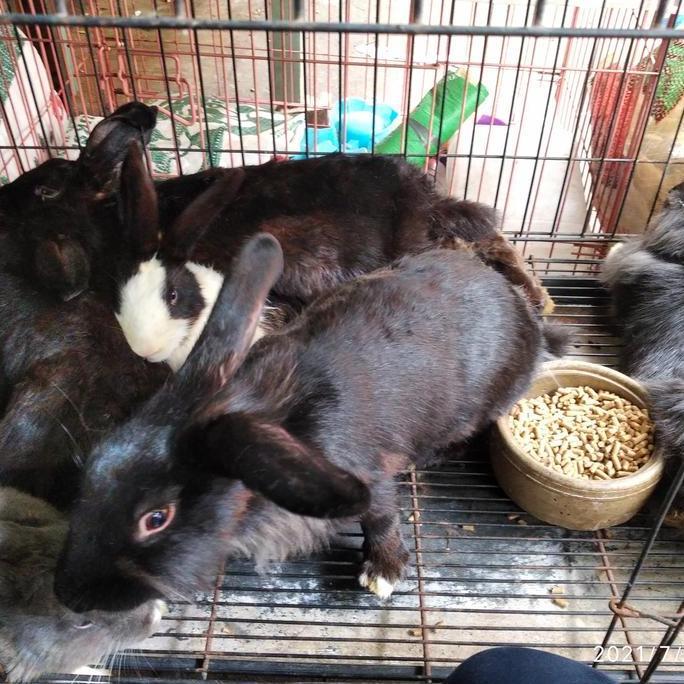 Terlaris Kelinci Potong Hidup Fresh Daging Kelinci Bahan Olahan Protein Daging