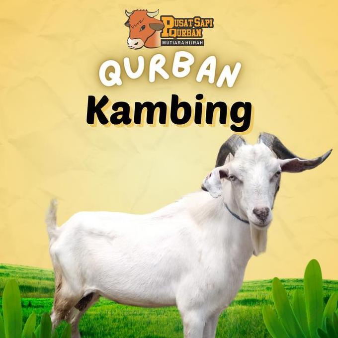 Terlaris Kambing Domba Qurban Murah Area Bogor Depok Jabodetabek