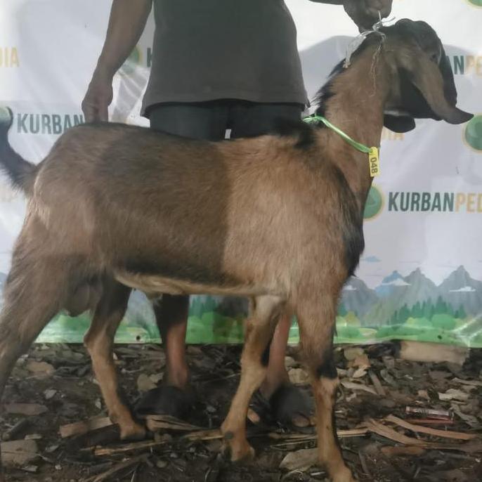 Terlaris Kambing / Domba Kurban Qurban Murah - Tipe Ekonomis 25 Kg