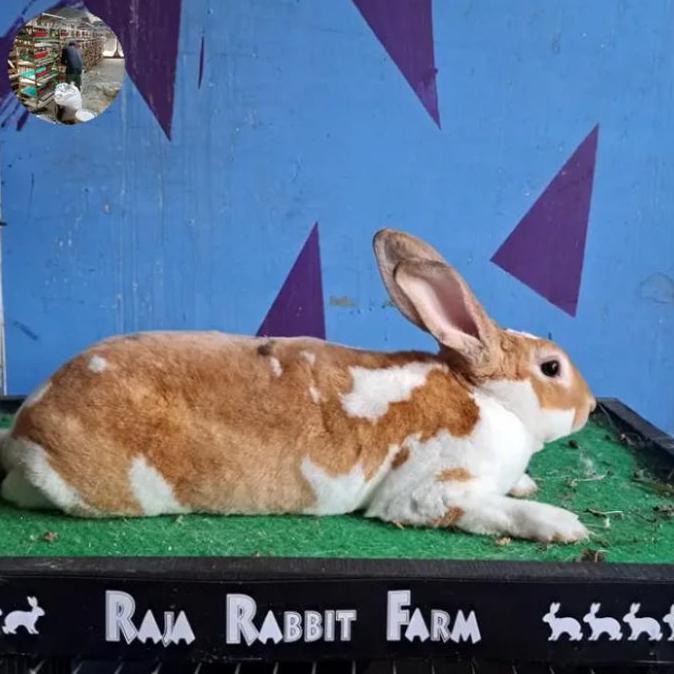 Terlaris Kelinci Lokal Super Sehat Dan Lucu Hidup Kelinci Hewan Hidup Siap Kirim Silahkan Di Order
