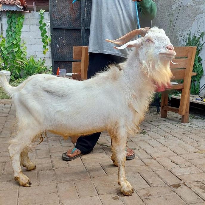 Terlaris Kambing Sanen / Kambing Putih / Kambing Syarat / Kambing Hias