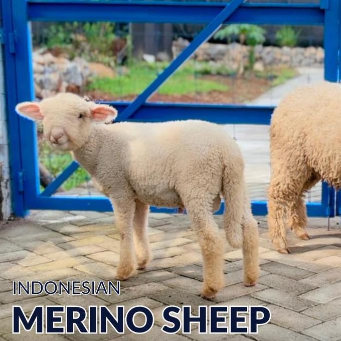 Terlaris Domba Merino Indonesia Berkualitas