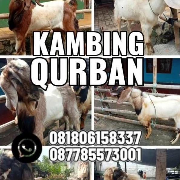 Terlaris Hewan Qurban Kambing | Domba | Domba Qurban | Kambing Qurban Syar'I