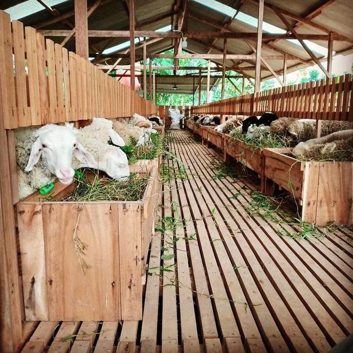 Terlaris Kambing Domba Aqiqah Dan Qurban Betina