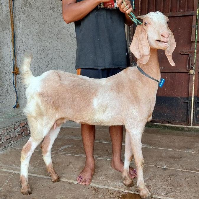 Terlaris Kambing Biang Untuk Aqiqah, Qurban, Dan Pelihara / Kambing Dan Domba