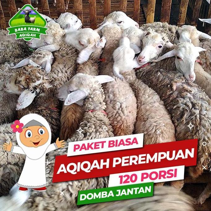 Terlaris Aqiqah Paket Biasa G Perempuan (Domba Jantan)