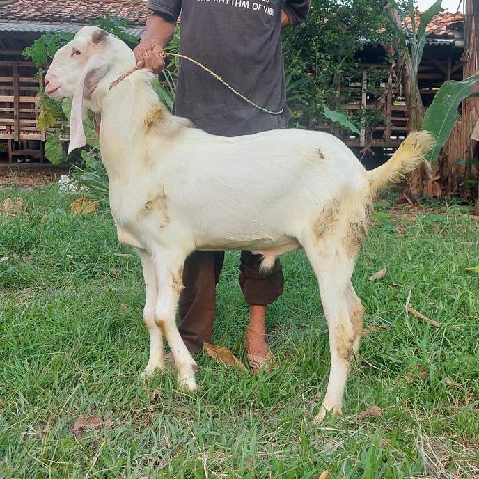 Terlaris Kambing Kurban Murah / Kambing Qurban Type C