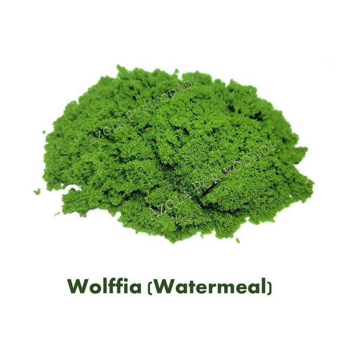Azolla 300 gram + Wolffia 200 gram + Pupuk Organik Azolla 500 gram