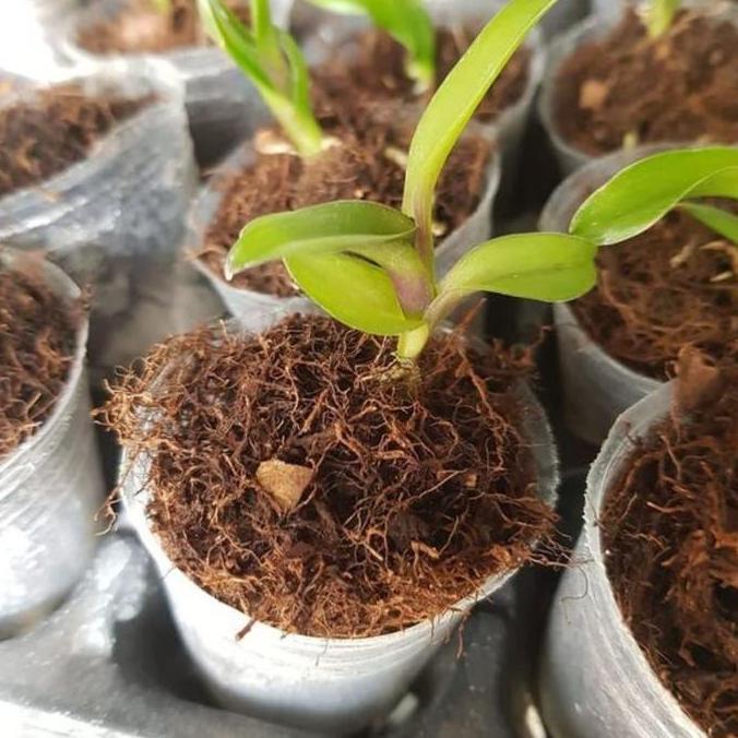 (10KG) Mos Hitam Akar Kadaka/Media Tanam Cangkok/Media Tanam Anggrek