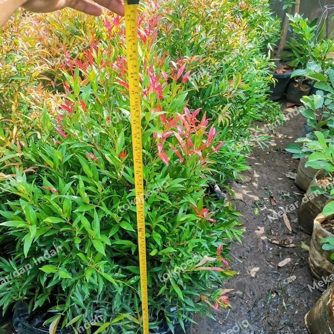 Gardensw- Tanaman Pucuk Merah Besar Sudah Rimbun Banget, Pucuk Merah