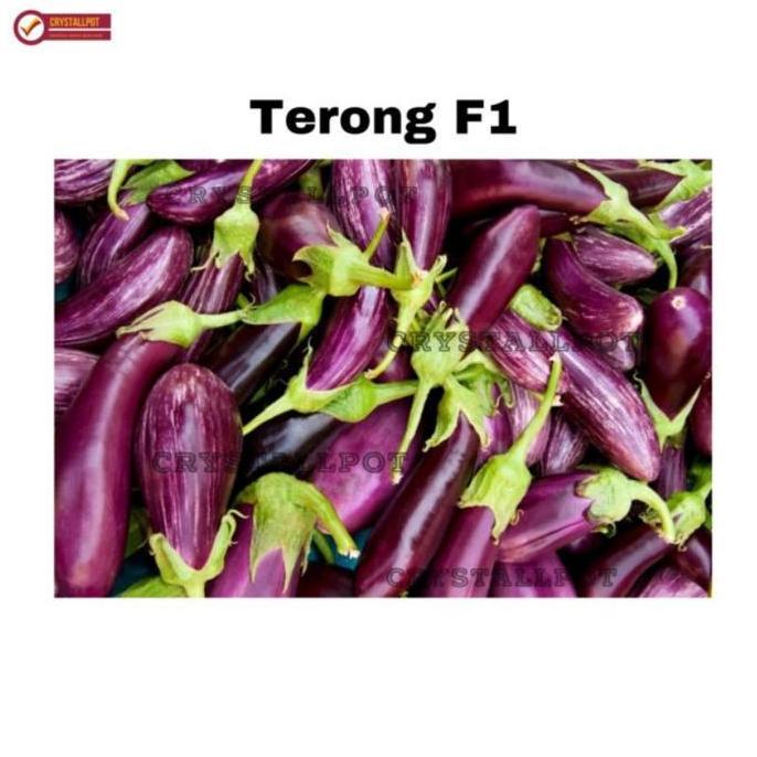 Gardensw- Benih Bibit Terong Ungu Panjang F1 Charming Known You Seed - Kys Terong Ungu Panjang F1 Ch