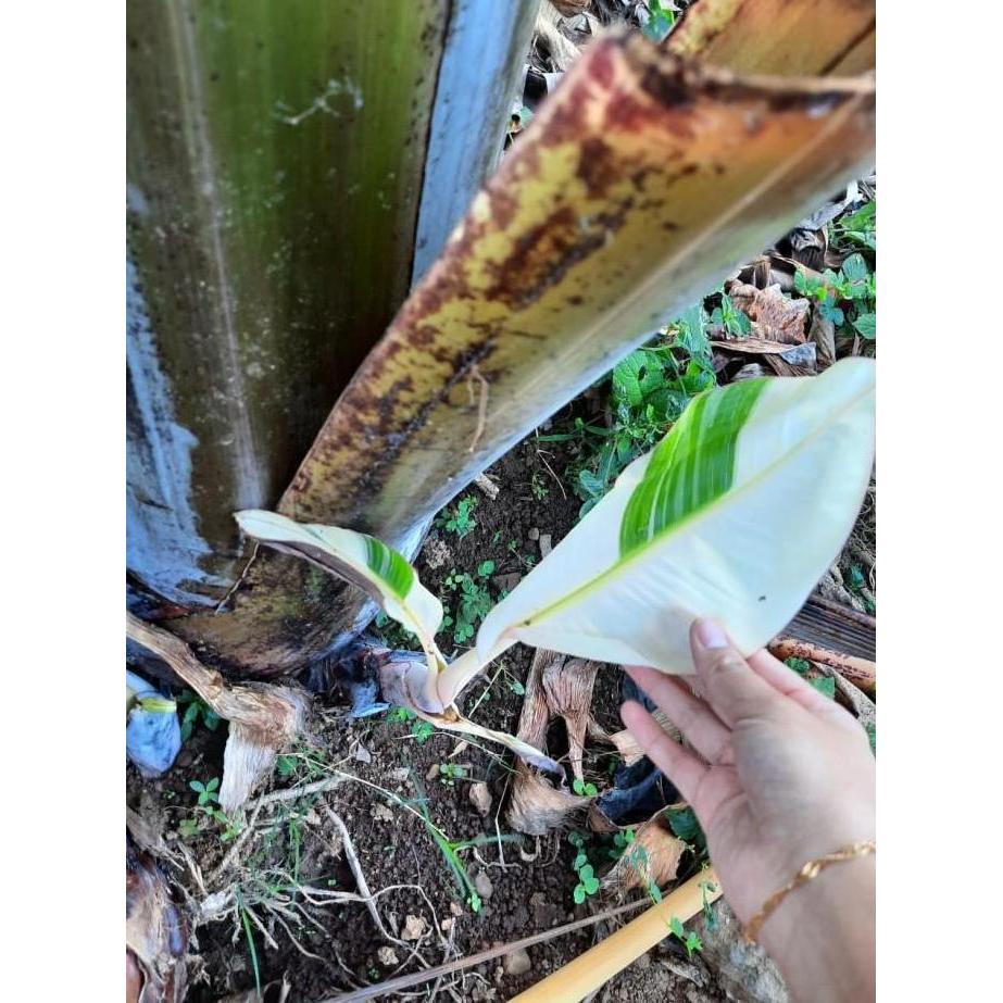 Bibit Tanaman Buah Pisang Kepok Varigata Asli Unik Dan Langka fres FLAS SALE