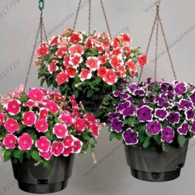 Termurah tanaman hias bunga petunia / tanaman pot gantung
