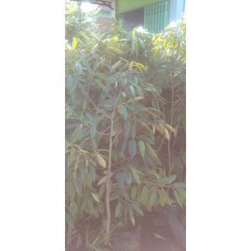 ARN bibit durian Musangking atau bawor batang besar