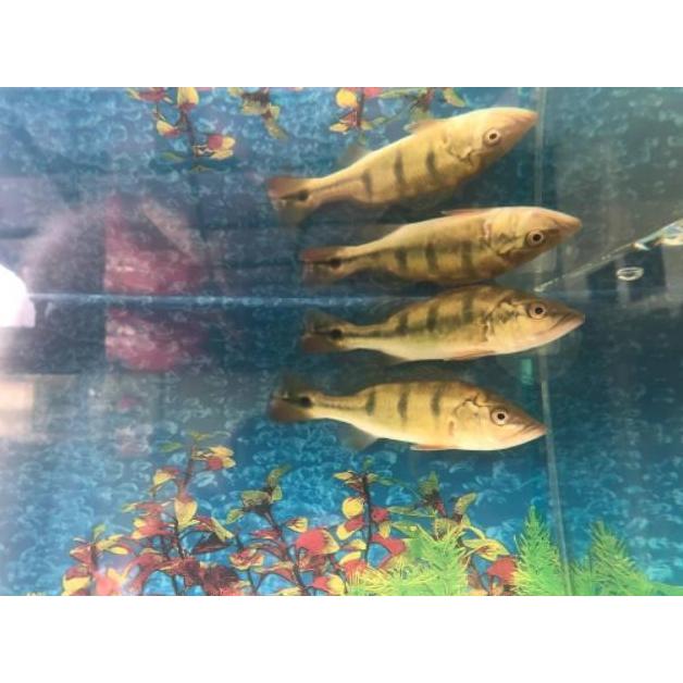 Allthebest- Pbass monoculus Pbass Mono