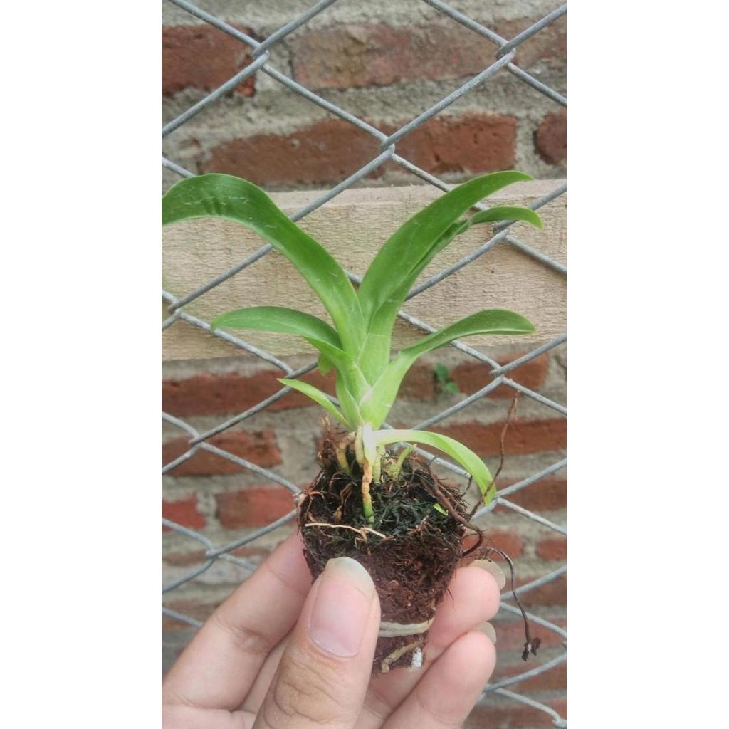 Allthebest- Seedling Anggrek Grammatophyllum Citrinum