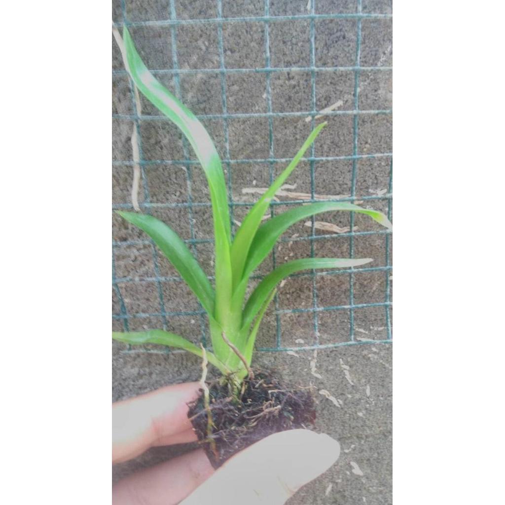 Allthebest- Seedling Anggrek Grammatophyllum Scriptum