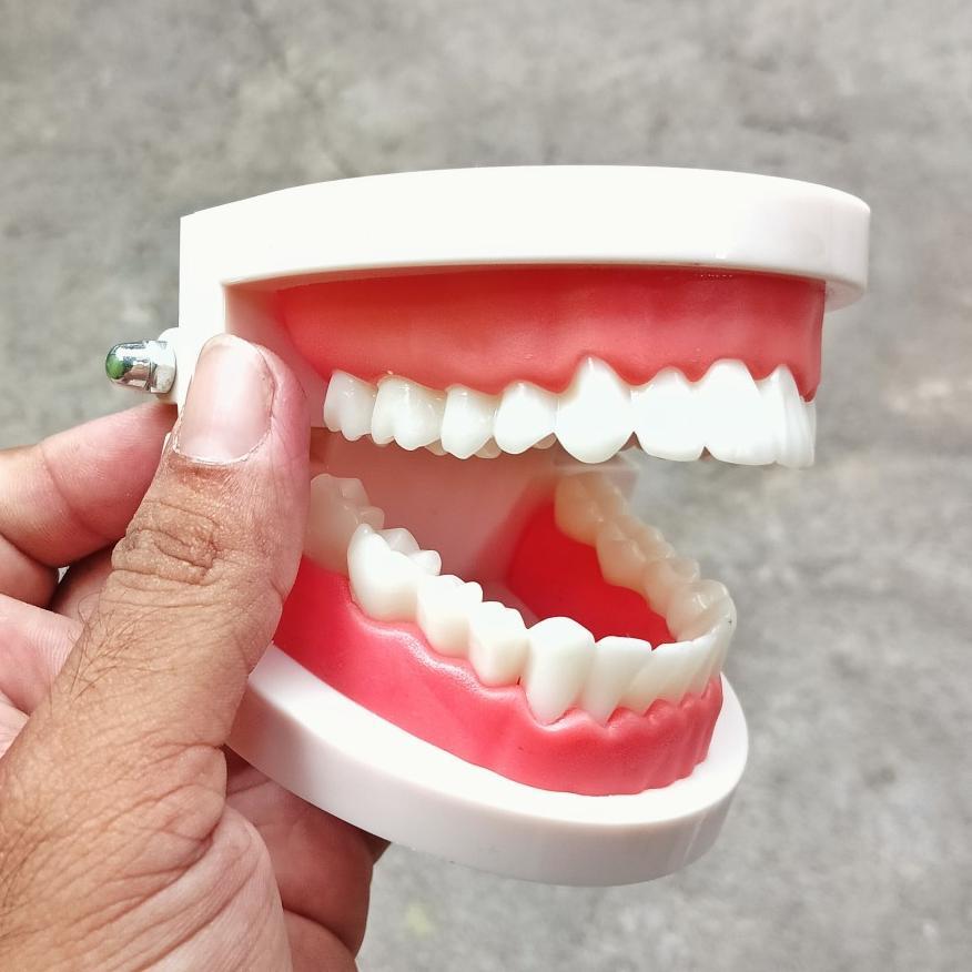 dental model gigi phantom edukasi peraga dental gigi phantom teaching