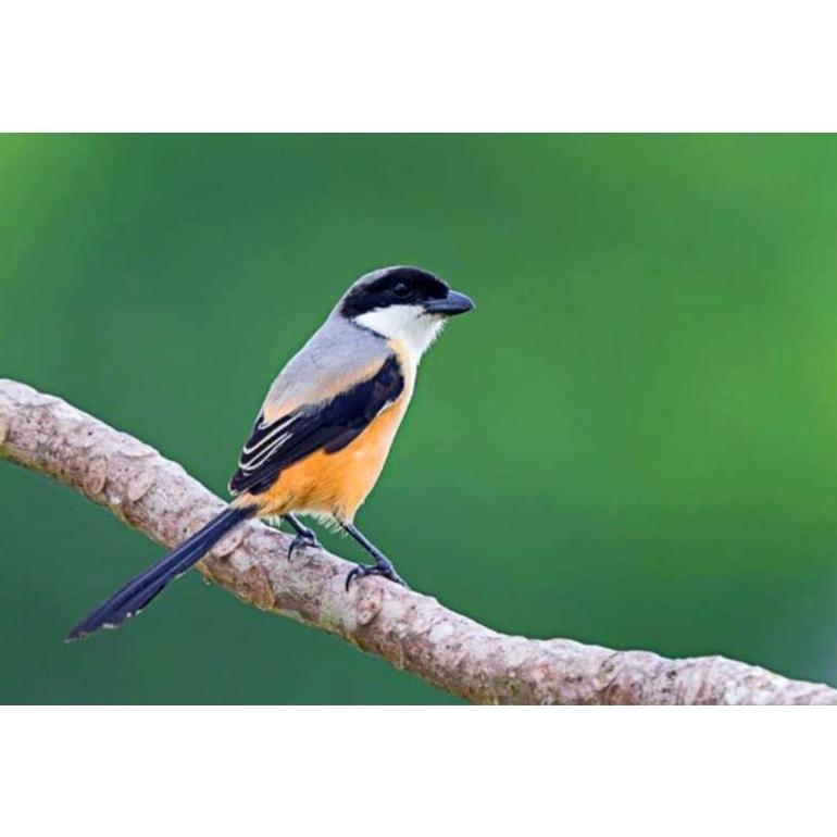 -VY- Burung pentet jawa timur