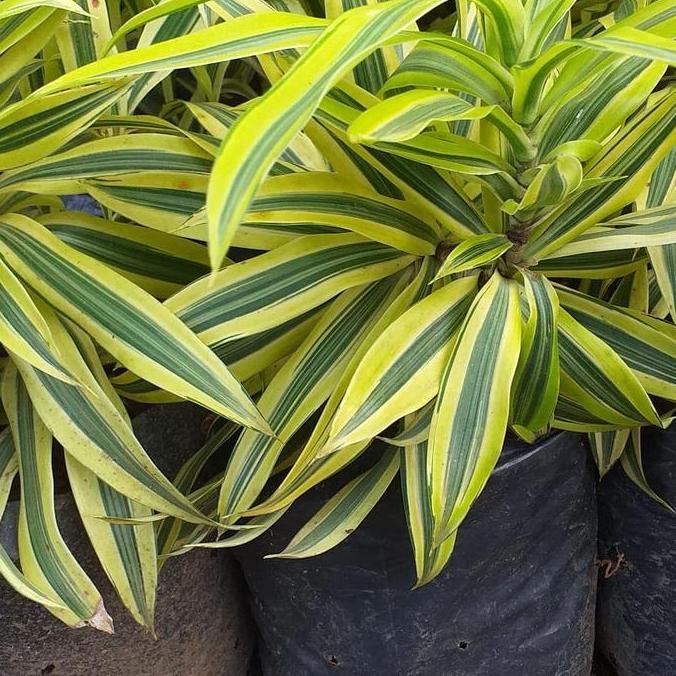 tanaman hias suji kuning