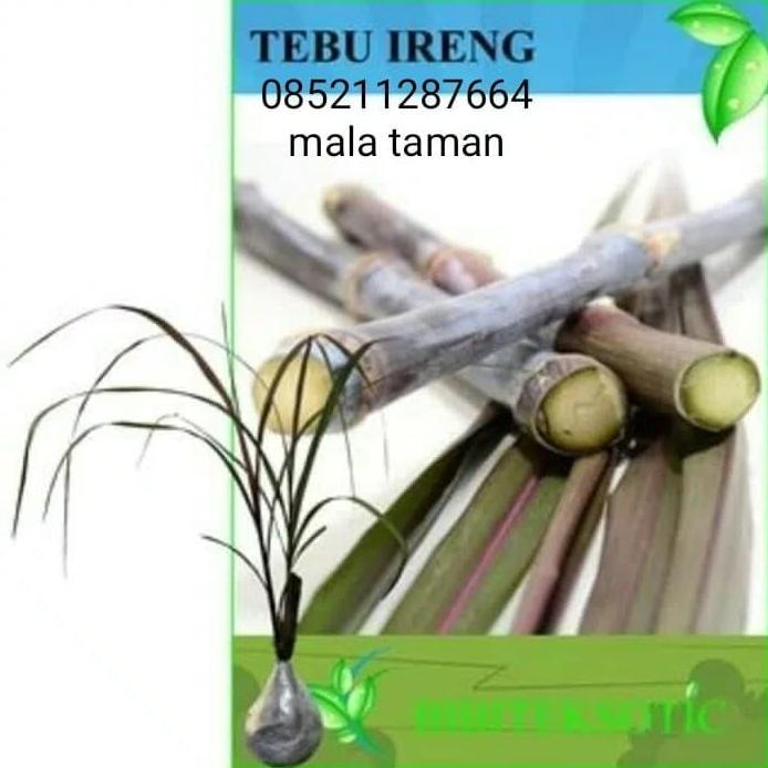Tanaman tebu ireng/tebu hitam