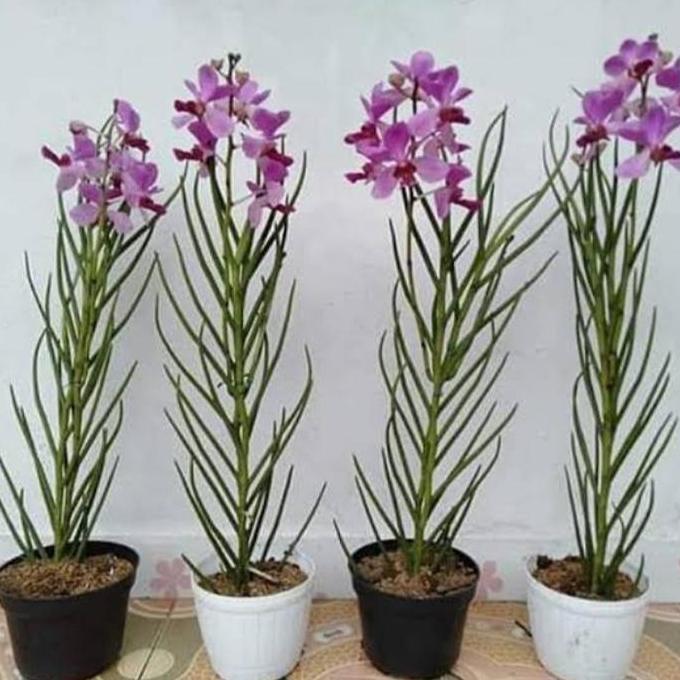 pohon anggrek