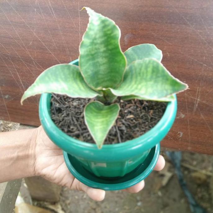sansevieria dragon compacta varigata | tanaman pot meja