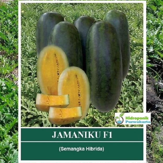 Benih Semangka Inul JAMANIKU F1 10 Gram Daging Kuning Cap Mutiara Bumi
