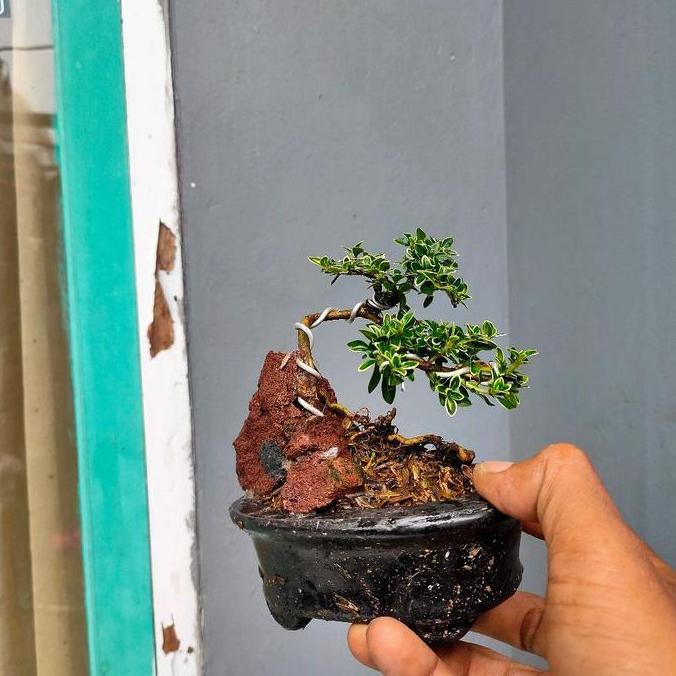bonsai mini shito melati jepang OTR pot random