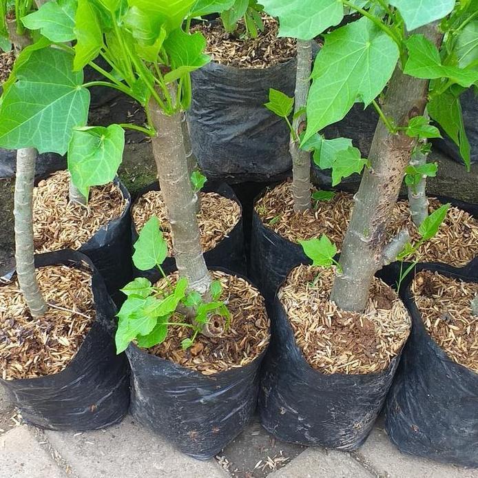 Bibit Tanaman Daun Jarak Tanaman Daun Jarak