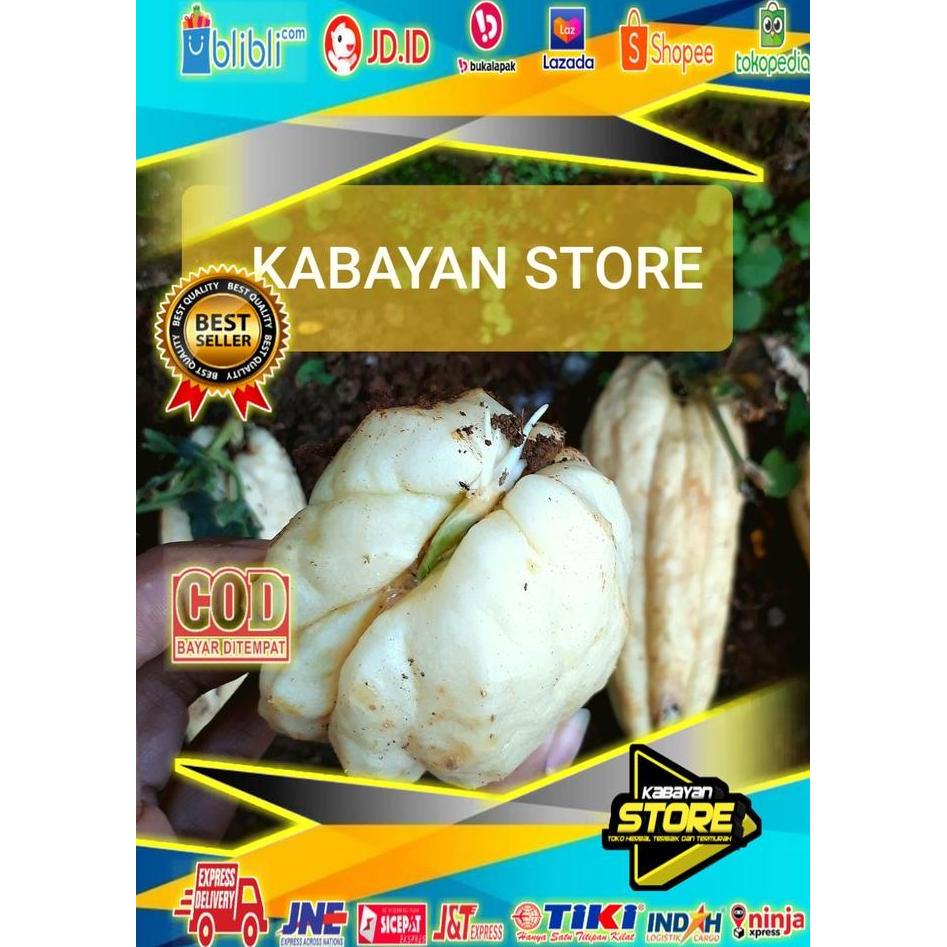 PROMO TERBAIK BIBIT LABU SIAM/WALUH SIEM PUTIH SIAP TANAM