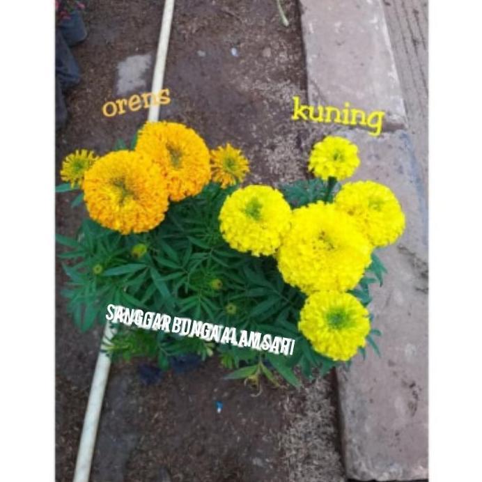 TANAMAN HIAS BUNGA MARIGOLD + POT