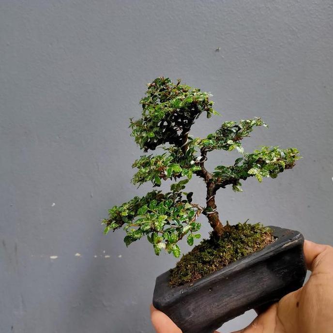 bonsai mame ulmus super mikro sudah pakai pot