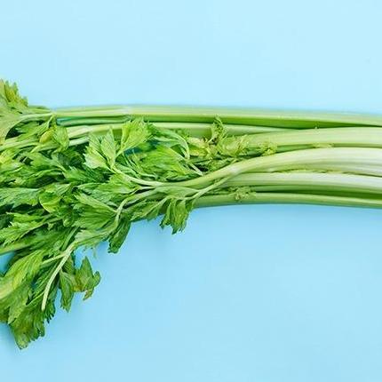 ( 10 Gram ) Benih Biji Seledri Batang Besar | Celery Tall Utah | Seledri Jumbo