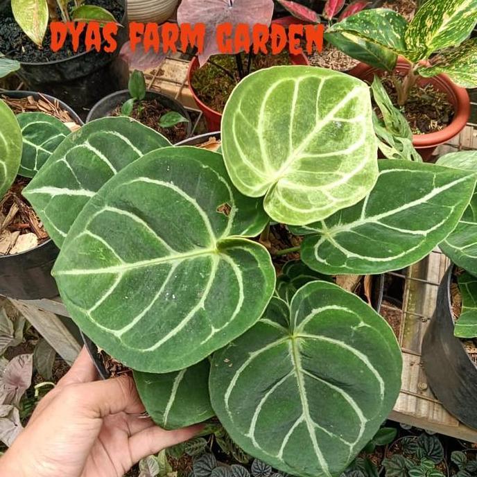Tanaman Hias Anturium kuping Gajah Dorayaki  Daun hybrid