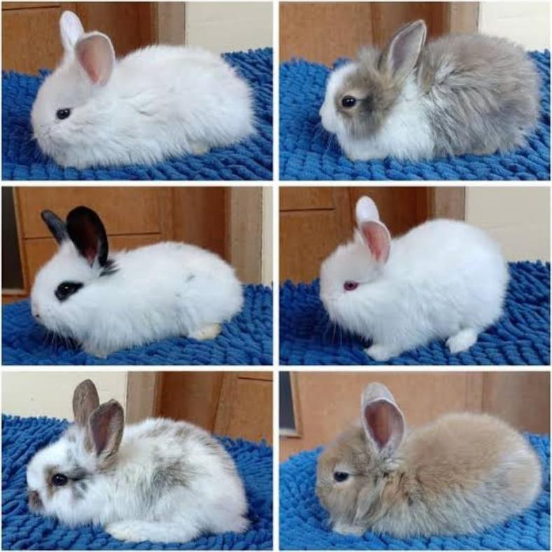 NEW PRODUK KELINCI ANGGORA LOKAL SEHAT MURAH SIDOARJO SURABAYA THANKYOU & HAPPY SHOPPING :)