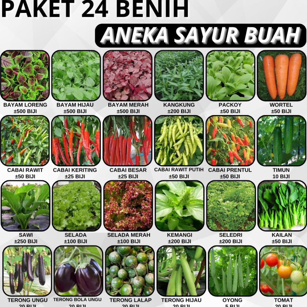 PAKET 24 BENIH ANEKA SAYUR BUAH BISA HIDROPONIK DAN KONVENSIONAL BAYAM MERAH HIJAU LORENG CABAI RAWI