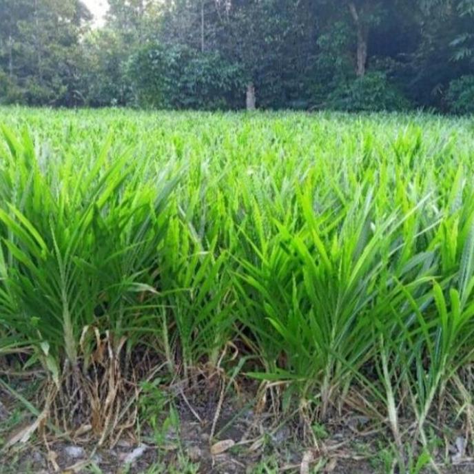 rumput odot pakan kelinci, kambing, sapi 1 kg segar