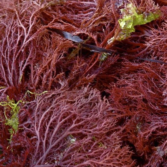 Jual Karagenan / Carrageenan Powder / Karaginan / Iota 100 Gr Murah