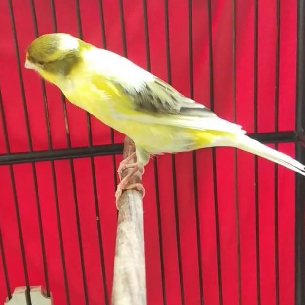 TERBARU kenari afs gacor bon kuning