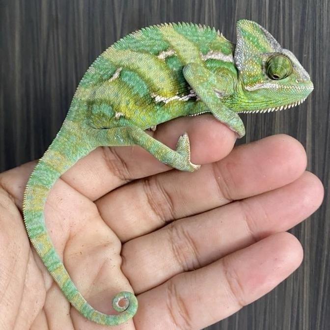 barkahcell44 - veiled chameleon