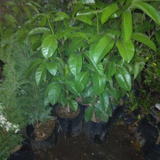 tanaman hias walisongo tinggi 1 meteran