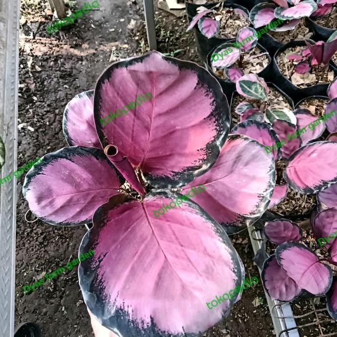 Tanaman Hias calathea  Daun Ungu Crimson