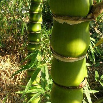 tanaman bambu botol(bambu tasbih)