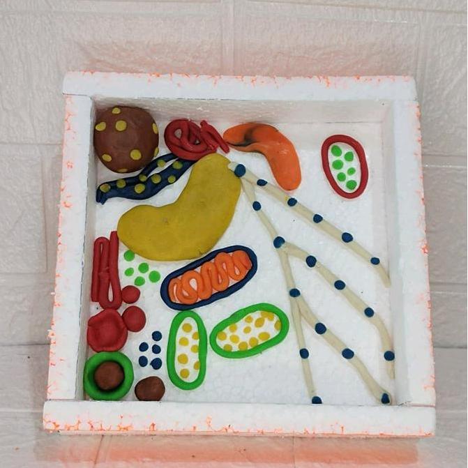 Ready prakarya Sel hewan dan sel tumbuhan kerajinan clay Set Hadiah murah