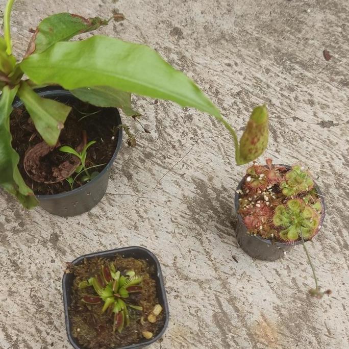 Paket Tanaman Karnivora ( Vft, Nepenthes, drosera)
